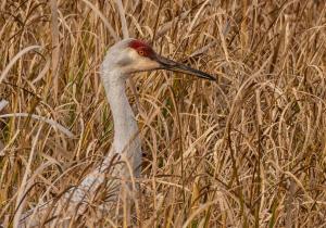 Sandhill crane in grass