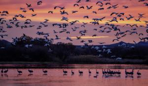 Snow geese taking off just before sunrise in New Mexico