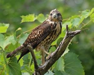 Competition entry: Young Hawk