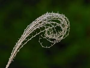 Competition entry: Curly Weed