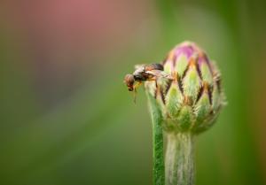 Competition entry: Fly on a Bud