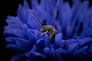 Competition entry: Bee on a Mum