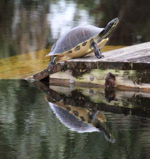 Competition entry: Tortoise