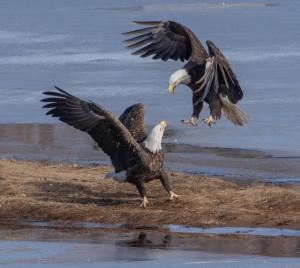 Bald Eagles Fighting