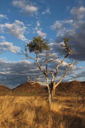 Competition entry: Golden