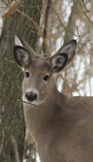 Competition entry: ALL Ears