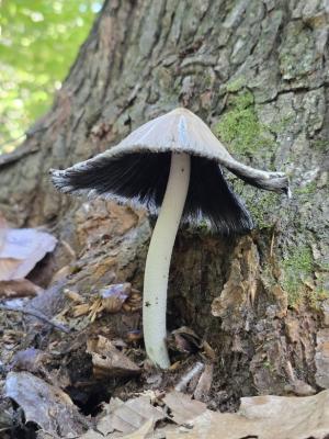 Competition entry: Nature's Little Umbrellas