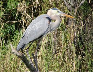 Competition entry: Observing