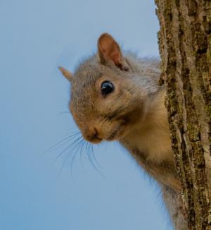 Competition entry: Peek A Boo