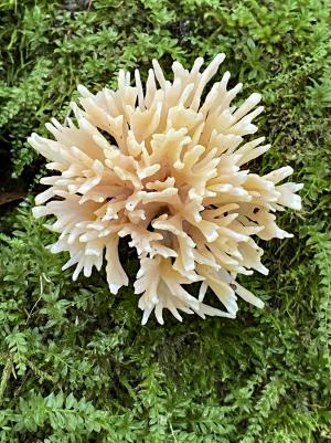 Competition entry: Bush Mushroom