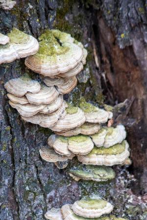 Competition entry: Lumby Bracket Mushroom