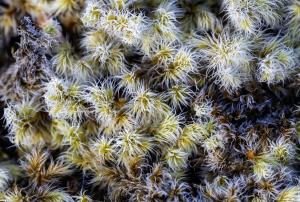 close up of moss