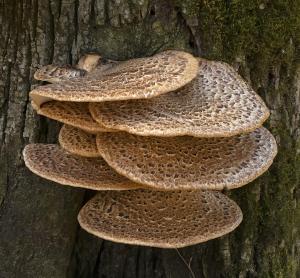 Competition entry: Pheasant Back