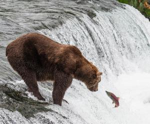 Competition entry: Does he catch it?