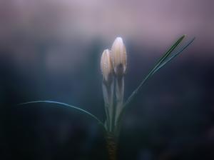 Competition entry: Finally Spring