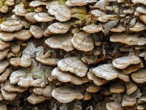 Competition entry: Abundance of Mushrooms