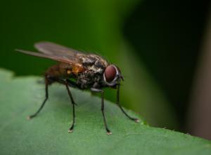 A housefly on a leaf.