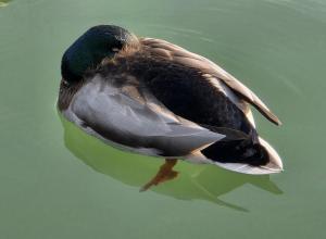 Competition entry: Lazy Morning