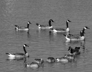 Competition entry: Family Circle