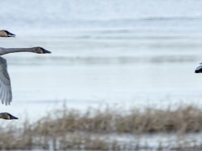 Swans flying over the wetlands.