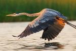 Competition entry: Flight of Great Blue Heron 