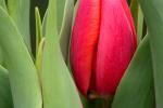 Competition entry: Red Tulip #3