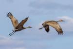 Competition entry: Sandhill Cranes in Flight