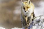 Red Fox in Nome, Alaska