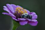 A bee covered in dew sleeping on a zinnia flower.