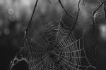 Competition entry: Cobweb