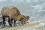 Badlands, Bighorn Ram 