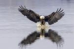 Bald eagle fishing