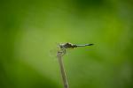A blue dragonfly perched on a stick against a hazy green background