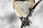 Competition entry: Chickadee in Snowstorm