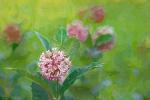 Competition entry: Milkweed Blossom