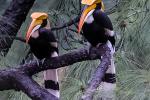 Competition entry: Great Hornbill