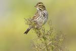Savannah sparrow