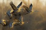 Competition entry: Fall Migration