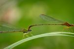 Competition entry: Damselfly Date