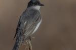 Eastern King Bird