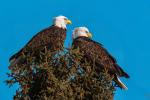 Competition entry: Majestic Pair
