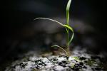 Grass growing from a log.
