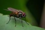 A housefly on a leaf.